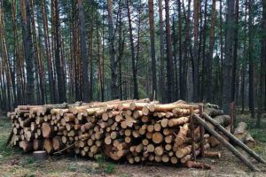 На Закарпатті судитимуть ексдиректора лісгоспу: бюджетні втрати склали мільйони