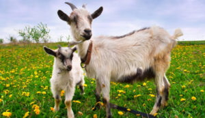 На Закарпатті екоферма безкоштовно роздає козенят мешканцям села Кваси