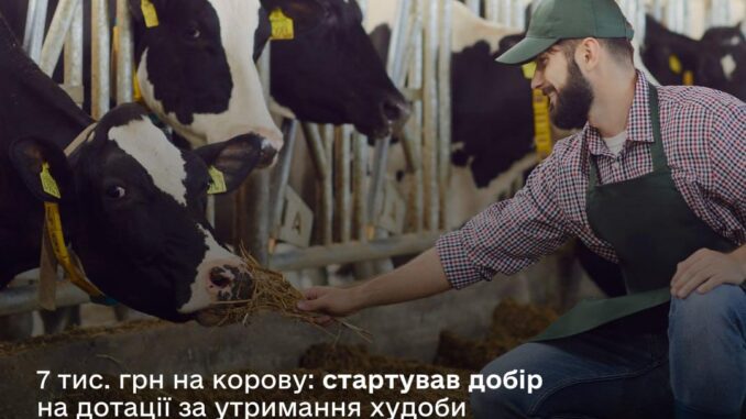 Дотація корови