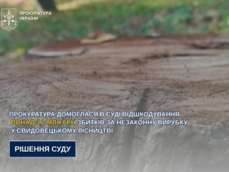 На Закарпатті стягнуть 3,2 млн грн з ДП «Ліси України» за незаконну вирубку у Свидовецькому лісництві