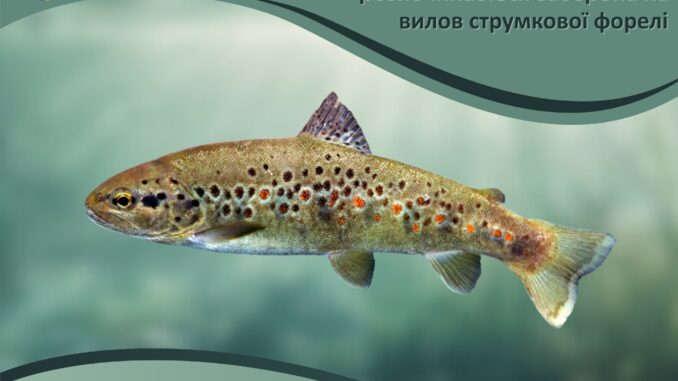 риба