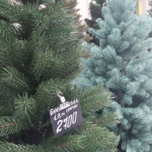 В Ужгороді визначили офіційні локації для продажу ялинок та новорічних прикрас