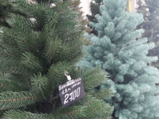 В Ужгороді визначили офіційні локації для продажу ялинок та новорічних прикрас