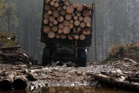 Майже 6 мільйонів гривень збитків: на Мукачівщині викрили незаконну вирубку лісу в межах заповідника