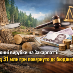 Незаконні вирубки на Закарпатті: до бюджету вже повернули понад 31 млн грн