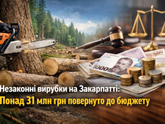 Незаконні вирубки на Закарпатті: до бюджету вже повернули понад 31 млн грн