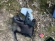 У Мукачеві затримали чоловіків, ймовірно причетних до стрілянини