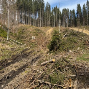 На Рахівщині майстра лісу підозрюють у розтраті деревини на понад 660 тисяч гривень