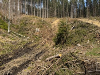На Рахівщині майстра лісу підозрюють у розтраті деревини на понад 660 тисяч гривень