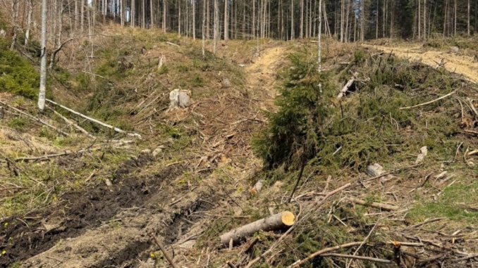 На Рахівщині майстра лісу підозрюють у розтраті деревини на понад 660 тисяч гривень