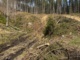 На Рахівщині майстра лісу підозрюють у розтраті деревини на понад 660 тисяч гривень