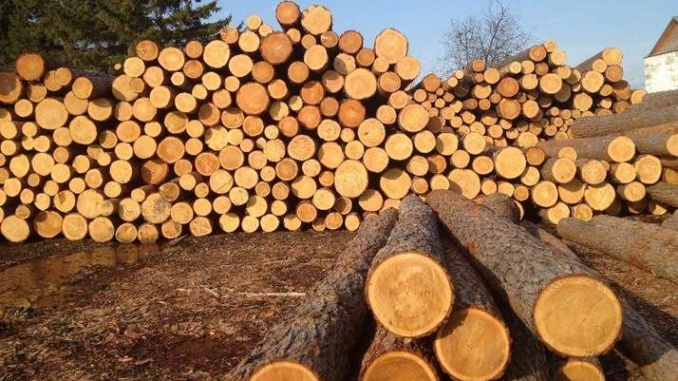 Філія «Карпатський лісовий офіс» ДП «Ліси України» оголосила про початок основних біржових торгів деревиною на ІІІ квартал 2026 року. Аукціони стартують уже 19 червня, а загальний обсяг лісопродукції, що буде запропонована покупцям у Карпатському регіоні, перевищить 420 тисяч кубометрів.