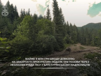 Майже 9 млн грн збитків довкіллю: прокуратура через суд вимагає компенсації за незаконні рубки лісу на Тячівщині