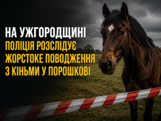 На Ужгородщині поліція розслідує випадок жорстокого поводження з кіньми.