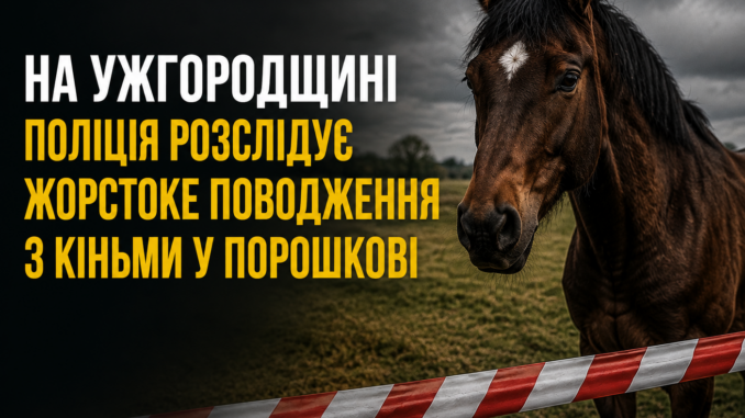 На Ужгородщині поліція розслідує випадок жорстокого поводження з кіньми.