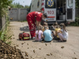 На Берегівщині рій бджіл атакував дітей: семеро постраждалих